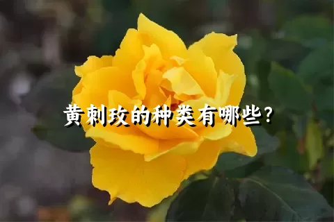 黄刺玫的种类有哪些？