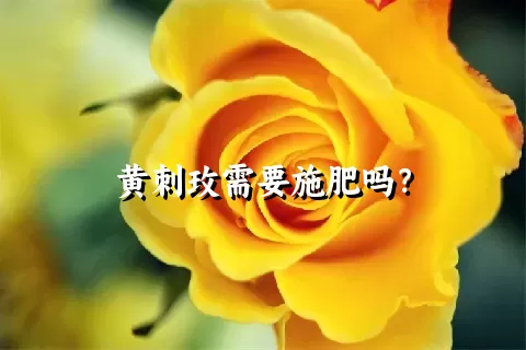 黄刺玫需要施肥吗？