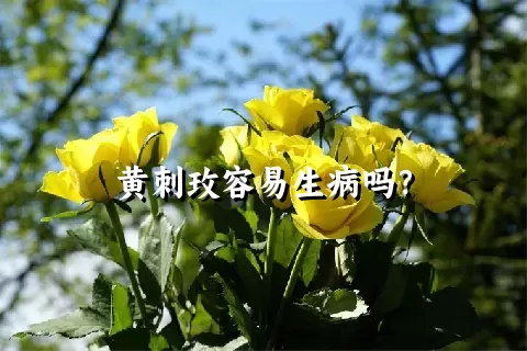 黄刺玫容易生病吗？