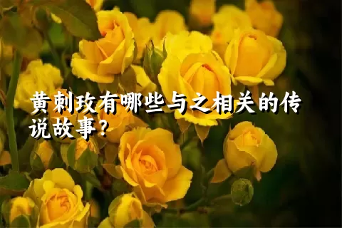 黄刺玫有哪些与之相关的传说故事？