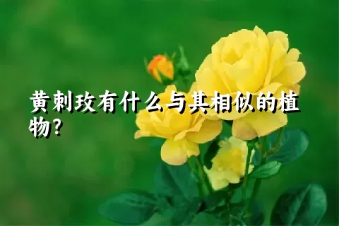 黄刺玫有什么与其相似的植物？