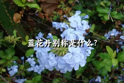 蓝花丹别称是什么？