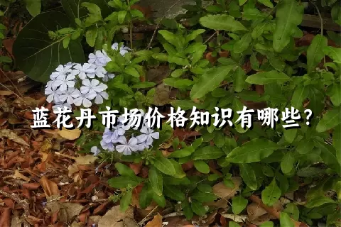 蓝花丹市场价格知识有哪些？