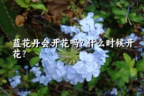 蓝花丹会开花吗？什么时候开花？