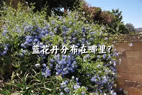 蓝花丹分布在哪里?