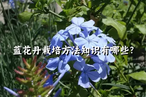 蓝花丹栽培方法知识有哪些？