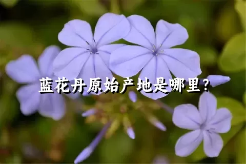 蓝花丹原始产地是哪里？