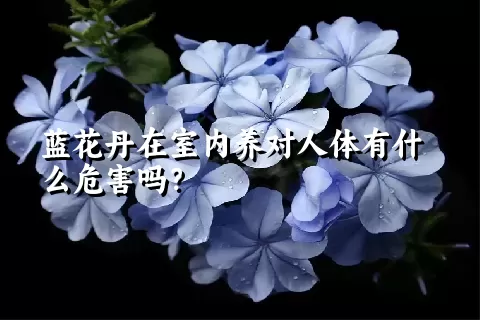 蓝花丹在室内养对人体有什么危害吗？