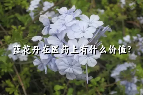 蓝花丹在医药上有什么价值？