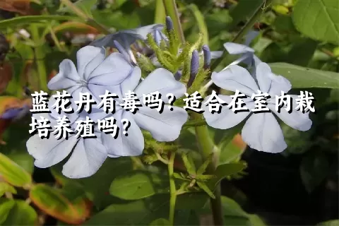 蓝花丹有毒吗？适合在室内栽培养殖吗？