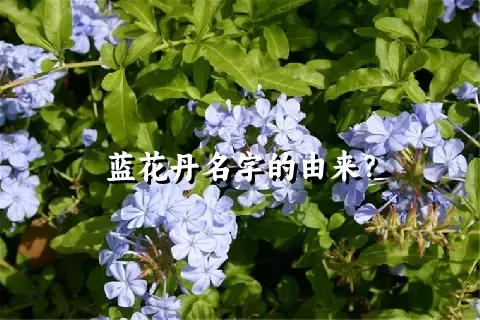 蓝花丹名字的由来？