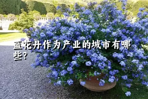 蓝花丹作为产业的城市有哪些？