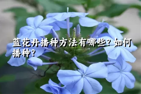 蓝花丹播种方法有哪些？如何播种？