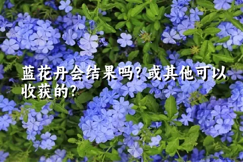 蓝花丹会结果吗？或其他可以收获的？