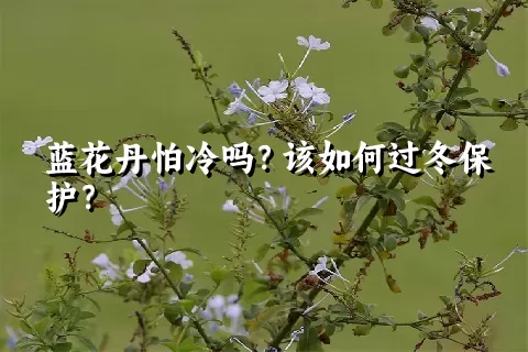 蓝花丹怕冷吗？该如何过冬保护？