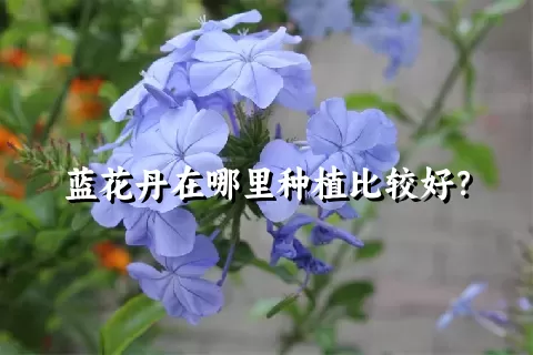 蓝花丹在哪里种植比较好？