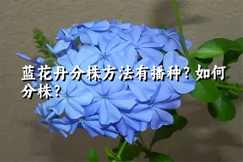 蓝花丹分株方法有播种？如何分株？