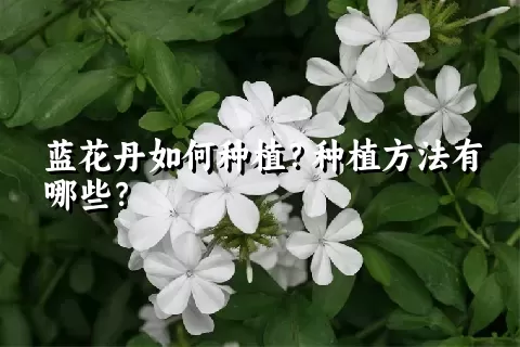 蓝花丹如何种植？种植方法有哪些？