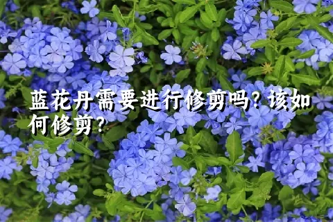 蓝花丹需要进行修剪吗？该如何修剪？