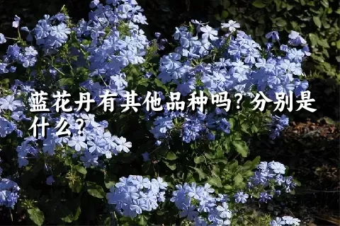 蓝花丹有其他品种吗？分别是什么？