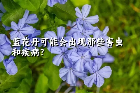 蓝花丹可能会出现那些害虫和疾病？