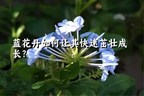 蓝花丹如何让其快速茁壮成长？