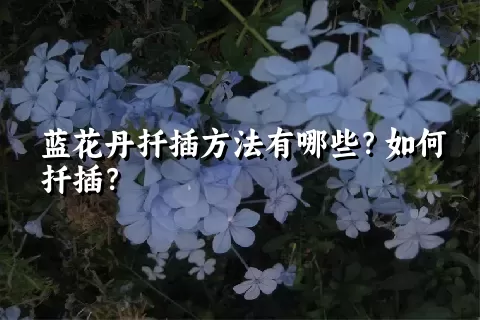 蓝花丹扦插方法有哪些？如何扦插？