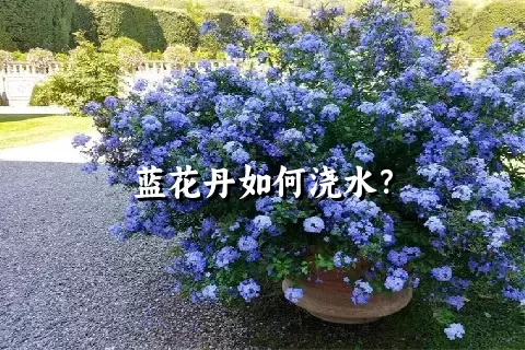 蓝花丹如何浇水？