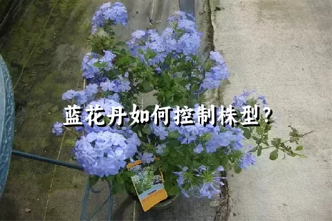 蓝花丹如何控制株型？