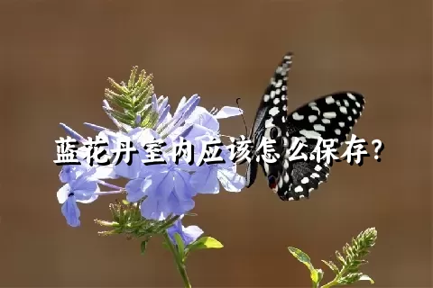 蓝花丹室内应该怎么保存？