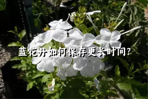 蓝花丹如何保存更长时间？