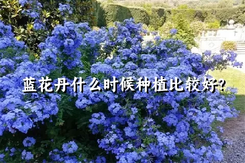 蓝花丹什么时候种植比较好？