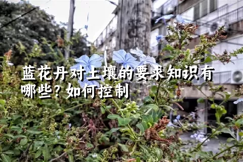 蓝花丹对土壤的要求知识有哪些？如何控制