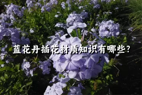 蓝花丹插花材质知识有哪些？