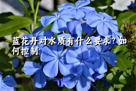 蓝花丹对水质有什么要求？如何控制