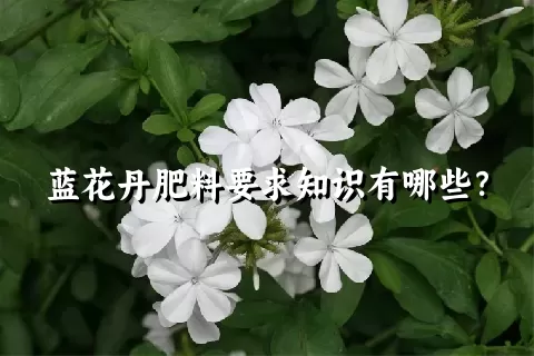 蓝花丹肥料要求知识有哪些？