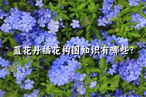 蓝花丹插花构图知识有哪些？