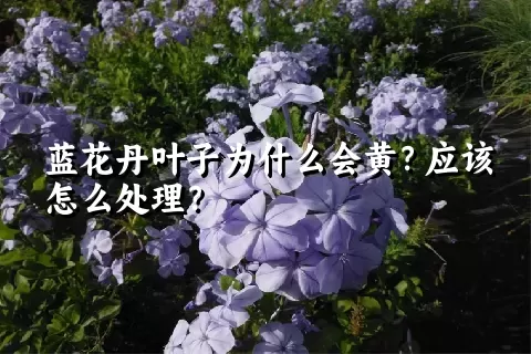 蓝花丹叶子为什么会黄？应该怎么处理？