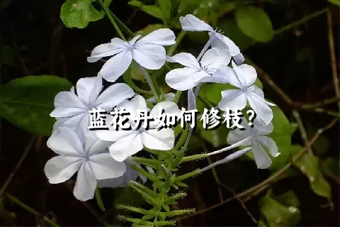 蓝花丹如何修枝？