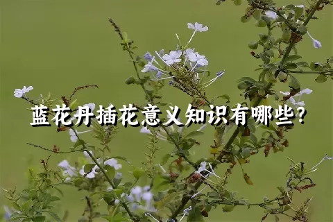 蓝花丹插花意义知识有哪些？