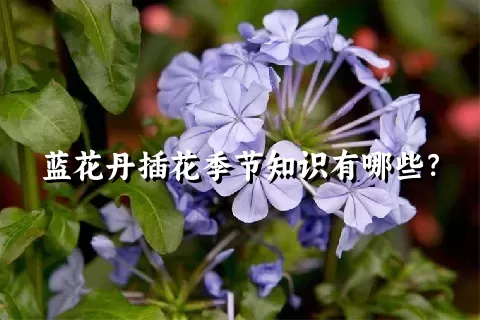 蓝花丹插花季节知识有哪些？