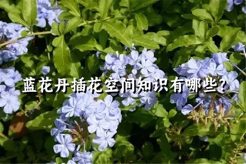 蓝花丹插花空间知识有哪些？