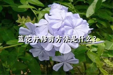 蓝花丹修剪方法是什么？