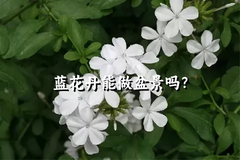 蓝花丹能做盆景吗？