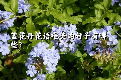 蓝花丹花语唯美的句子有哪些？