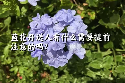 蓝花丹送人有什么需要提前注意的吗？