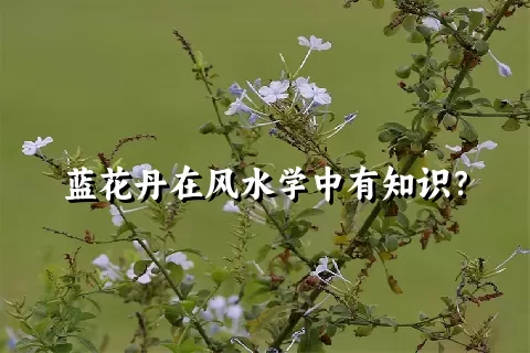 蓝花丹在风水学中有知识？