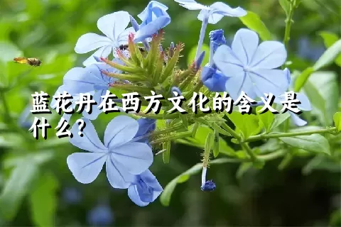 蓝花丹在西方文化的含义是什么？