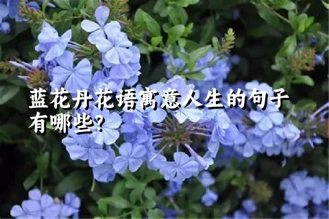 蓝花丹花语寓意人生的句子有哪些？