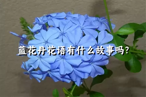 蓝花丹花语有什么故事吗？